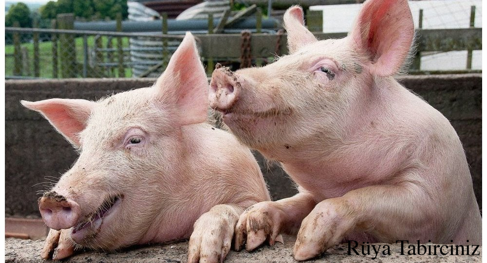 Rüyada domuz görmek - Rüyada domuz görmek ne demek? | Rüya Tabirciniz