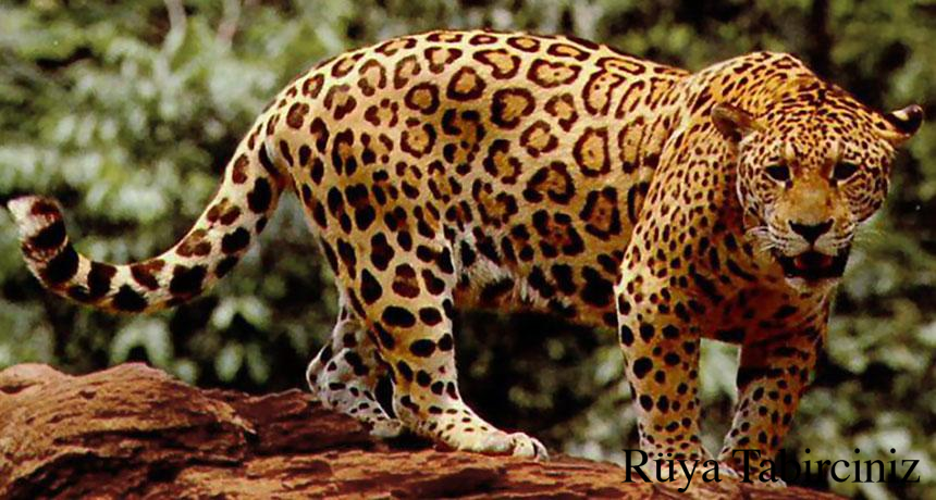Rüyada jaguar görmek