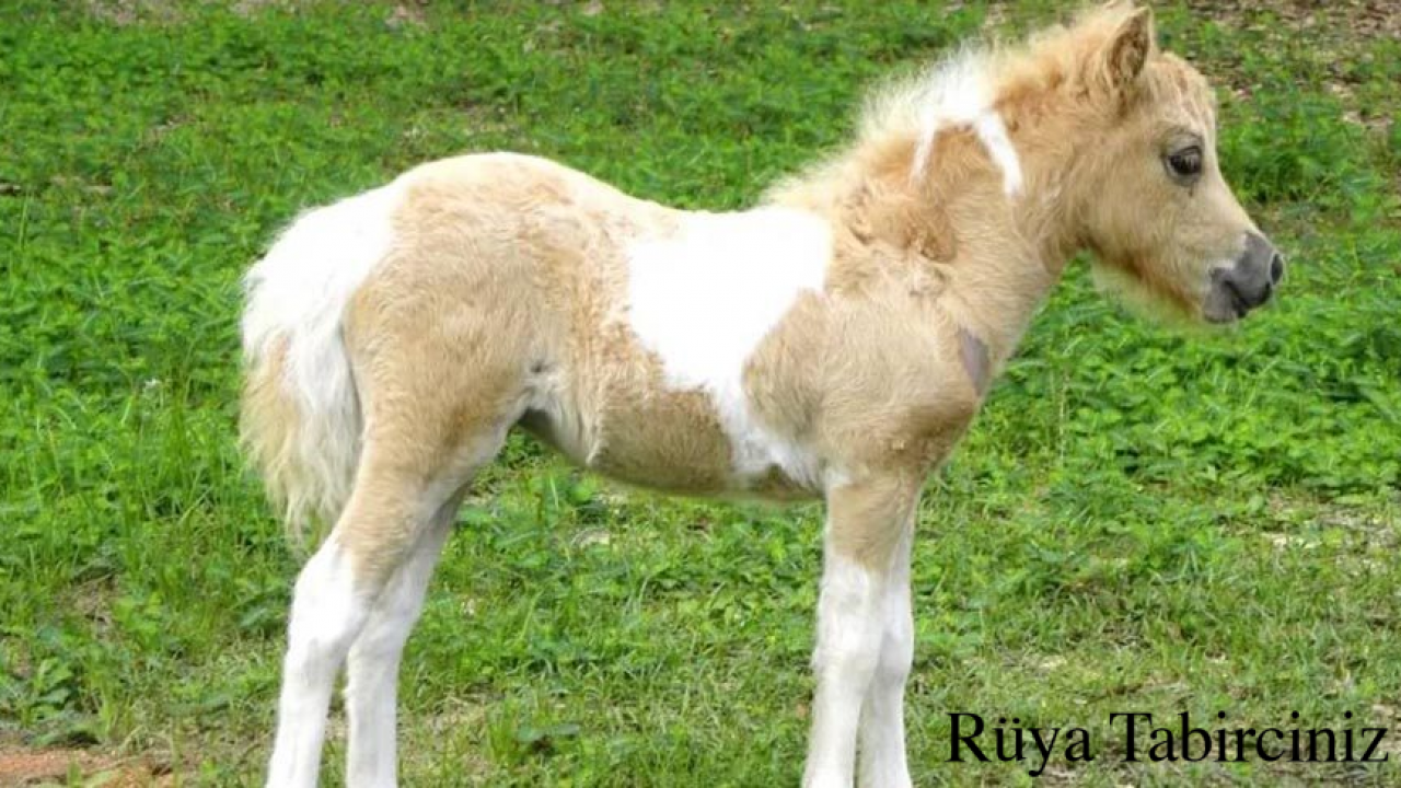 ruyada tay gormek ruyada tay gormek ne demek ruya tabirciniz