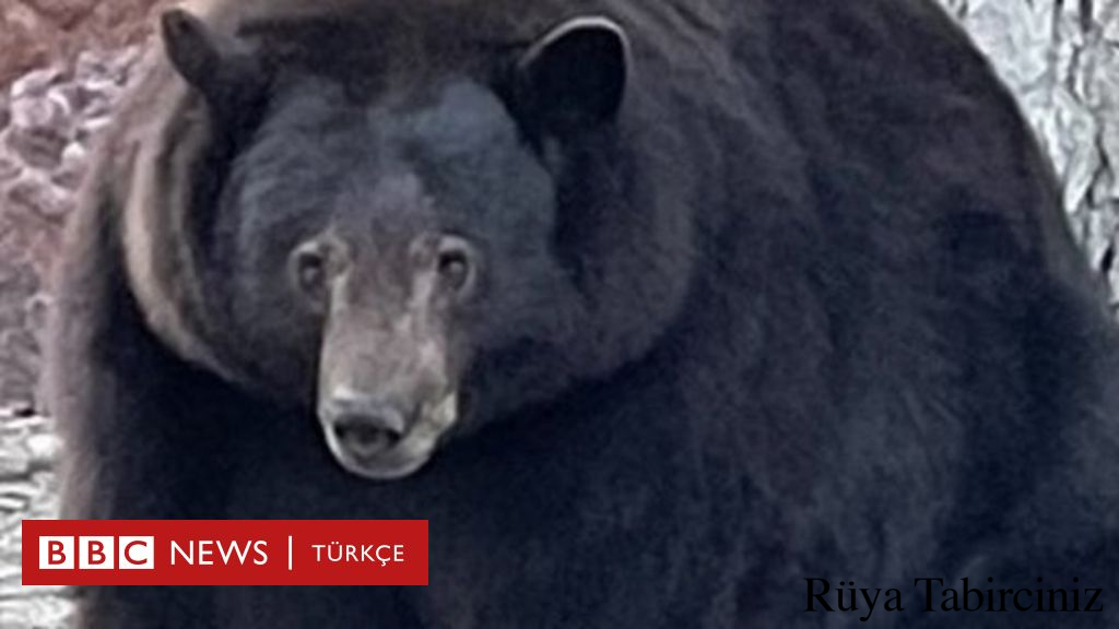 Rüyada ayı görmek